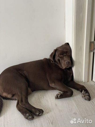 Шоколадный лабрадор вязка