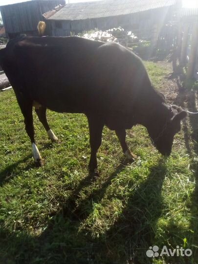 Корова первотелка