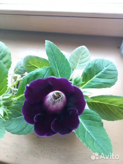 Глоксиния цветущая