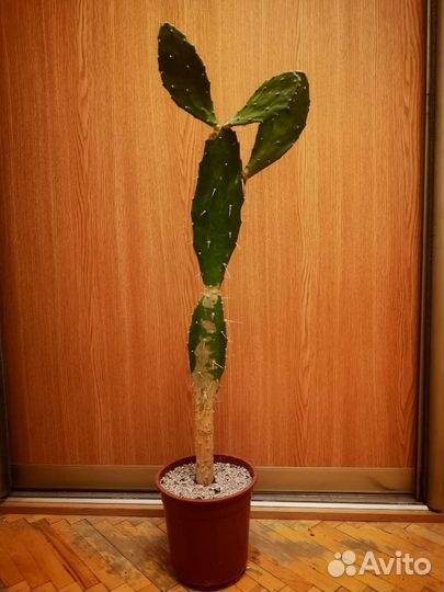 Кактусы и суккуленты