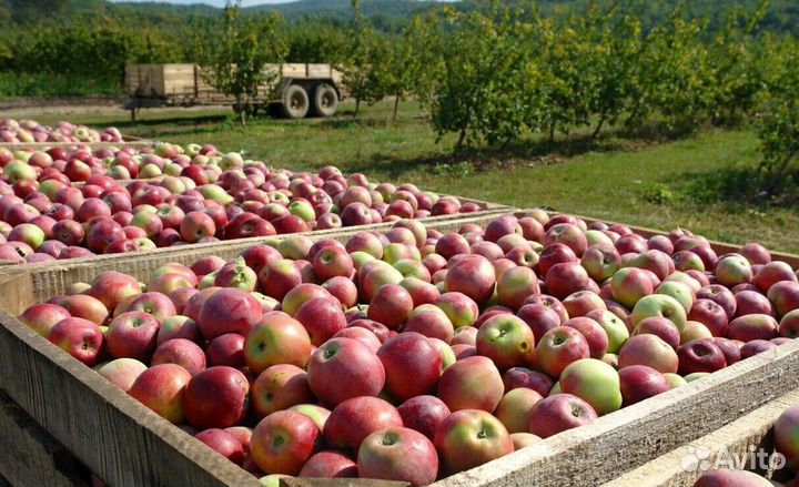 Работник по сборке яблок в саду