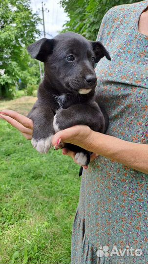 Разноглазые щенята