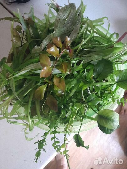 Трава для аквариума