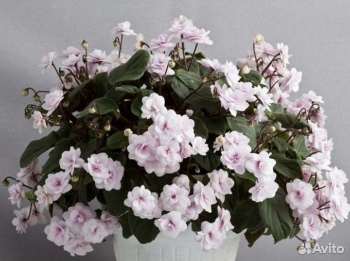 Фиалки сортовые