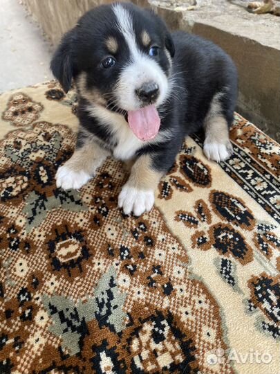 Собака в добрые руки щенок