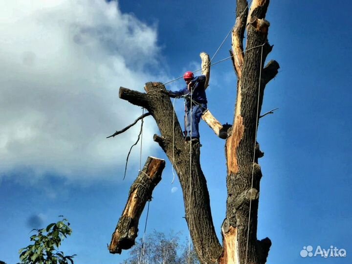 Спил деревьев с вывозом