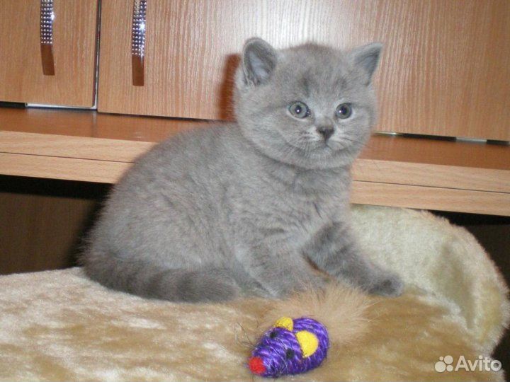Британские котята