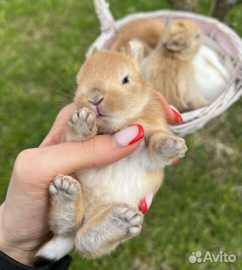 Карликовые крольчата, мини малыши