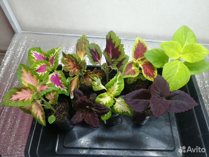 Петуния бакопа калибрахоа колеус