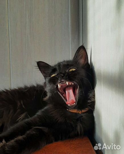 Кошка в добрые руки