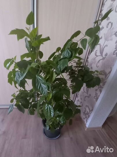 Гибискус китайская роза