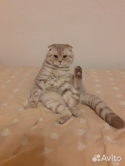 Шотландский вислоухий кот