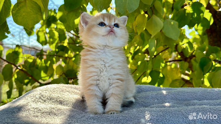 Шотландская золотая шиншилла девчуля