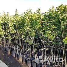 Саженцы груши с зкс