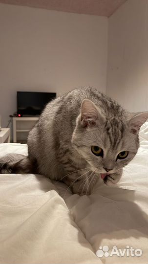 Шотландский кот