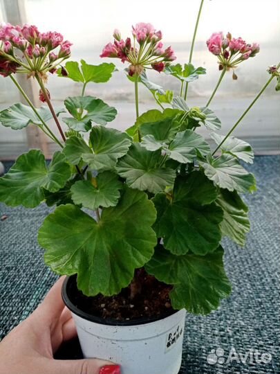 Пеларгония розебудная