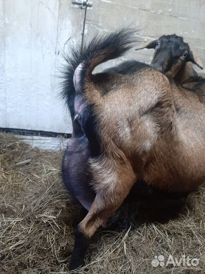 Кролик калифорнийский