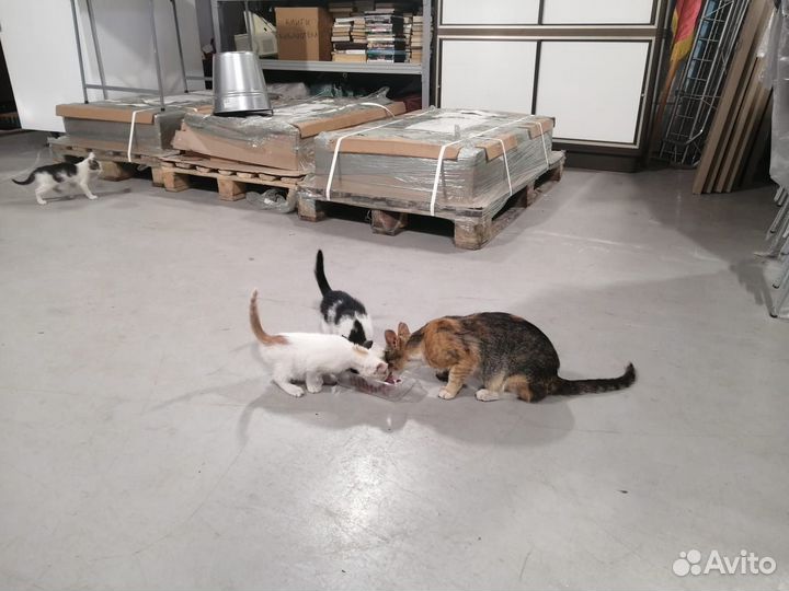 Нежные котята ищут дом