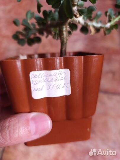 Sarcocaulonvandereziae, adenium PRS