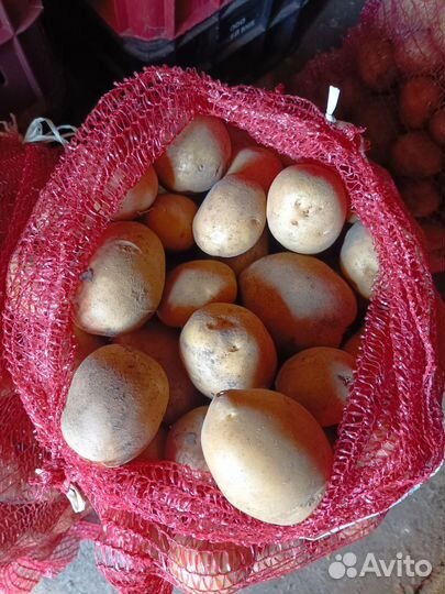 Продам картофель