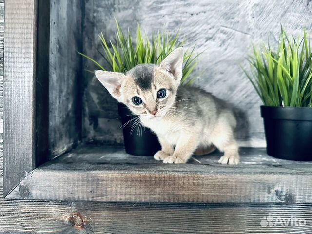 Абиссинский котенок редкого голубого окраса объявление продам