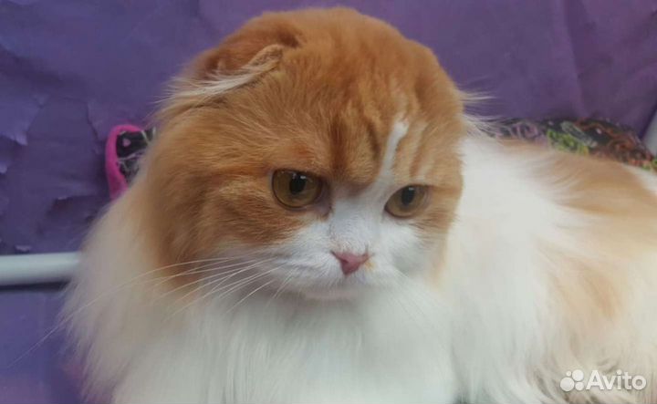 Вязка. Кот