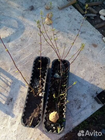 Ива извилистая большие саженцы и дерен пестролистн