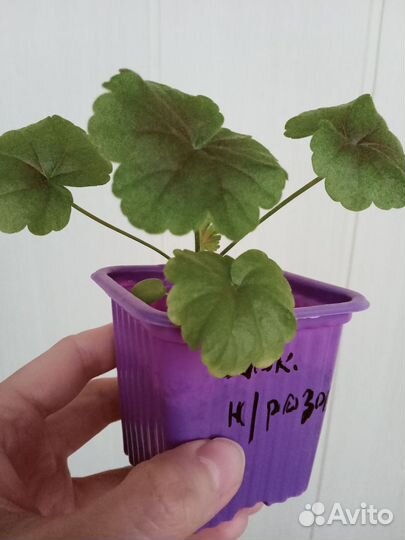 Пеларгония герань, сорт шоколадница нежно-розовая