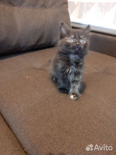 Котенок девочка