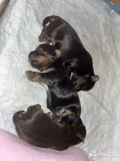 Щенки йорка