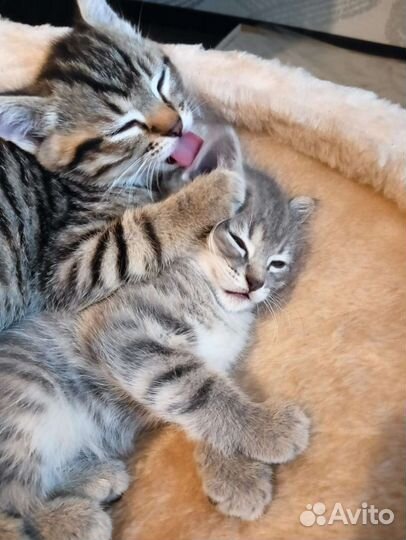 Британская