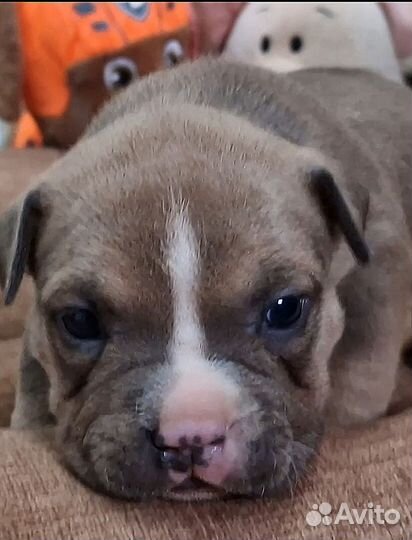 Американский булли