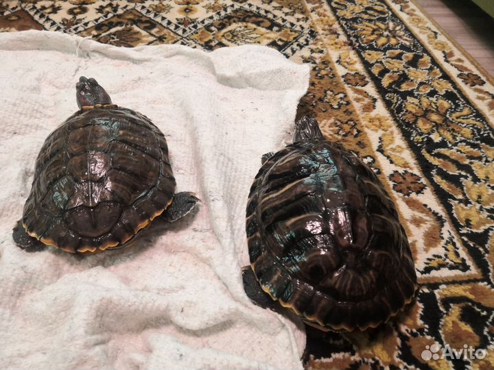 2 Черепахи, красноухая, бесплатно