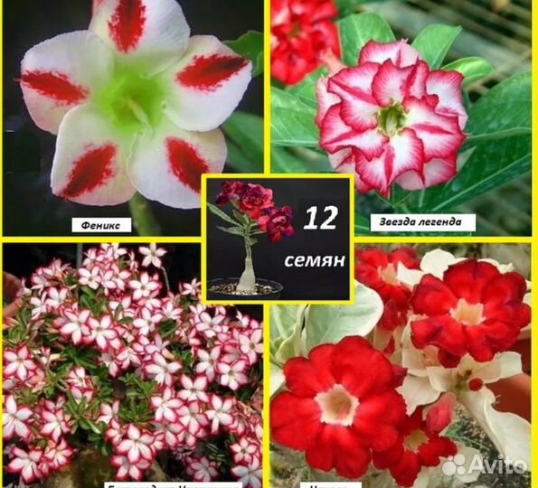 Комнатные цветы адениум