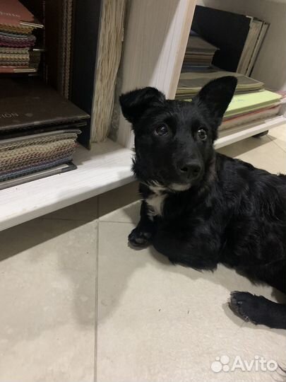 Найден щенок (девочка)