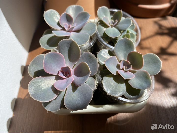 Суккуленты