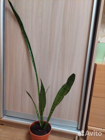 Комнатные цветы