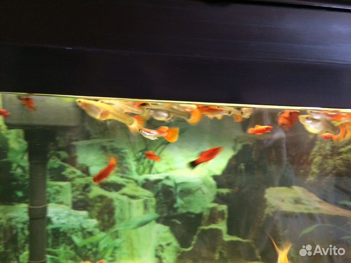 Аквариумные рыбки гуппи
