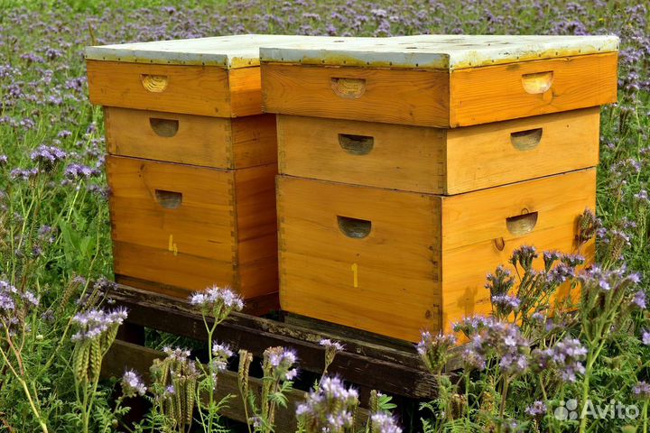 Продам пчелосемьи