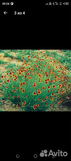 Космидиум, семена