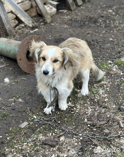 Щенок в поиске дома