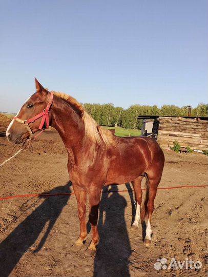 Русским рысак