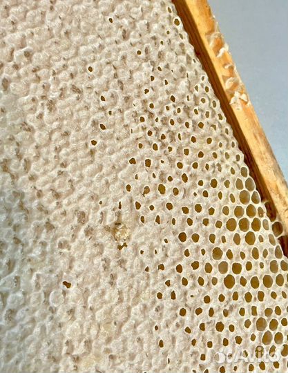 Сотовый мёд