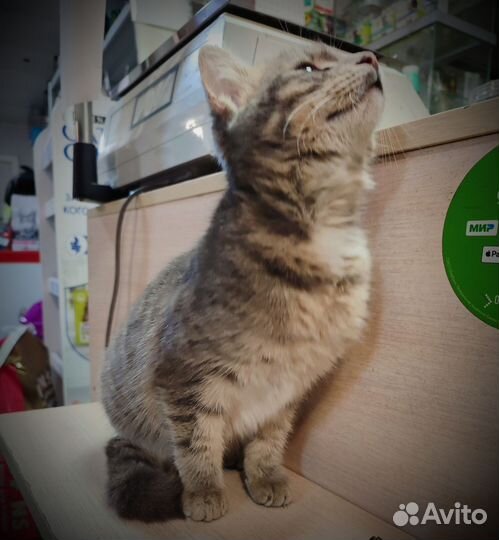 Котёнок в беде