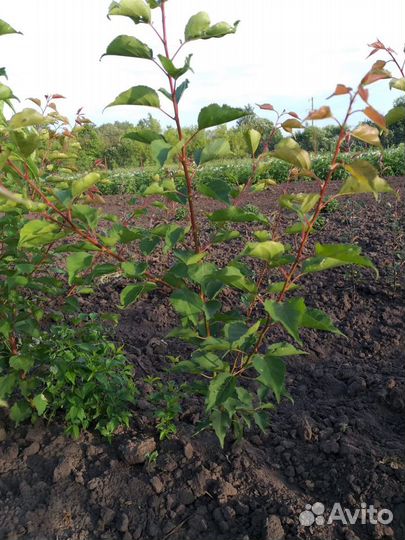 Саженцы плодовых деревьев и ягодных кустарников