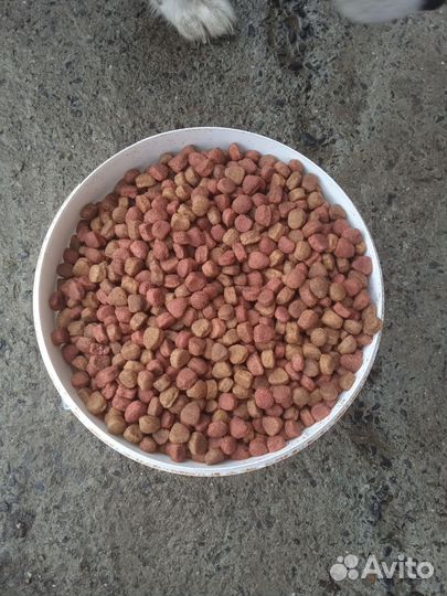 Сухой корм для собак