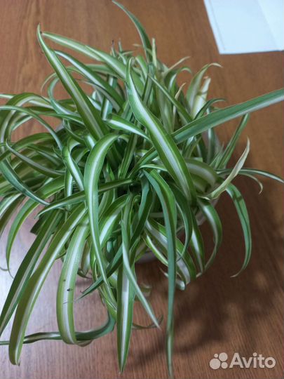 Хлорофитум кудрявый