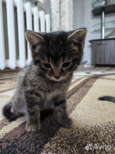 Котенок девочка