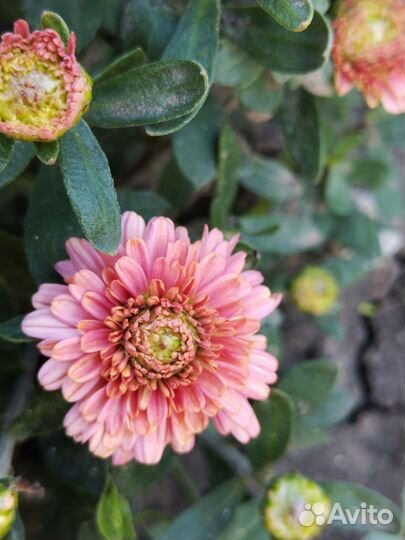 Хризантемы мультифлора