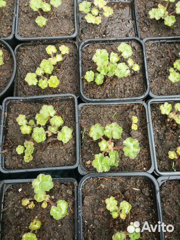 Многолетник. Герань садовая Ренарда